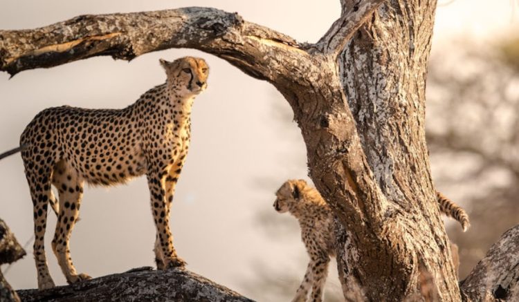 Onguma Safari Camps Launch Onkolo Soundscapes in Namibia - TOP25HOTELS.com